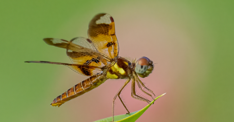 dragonfly