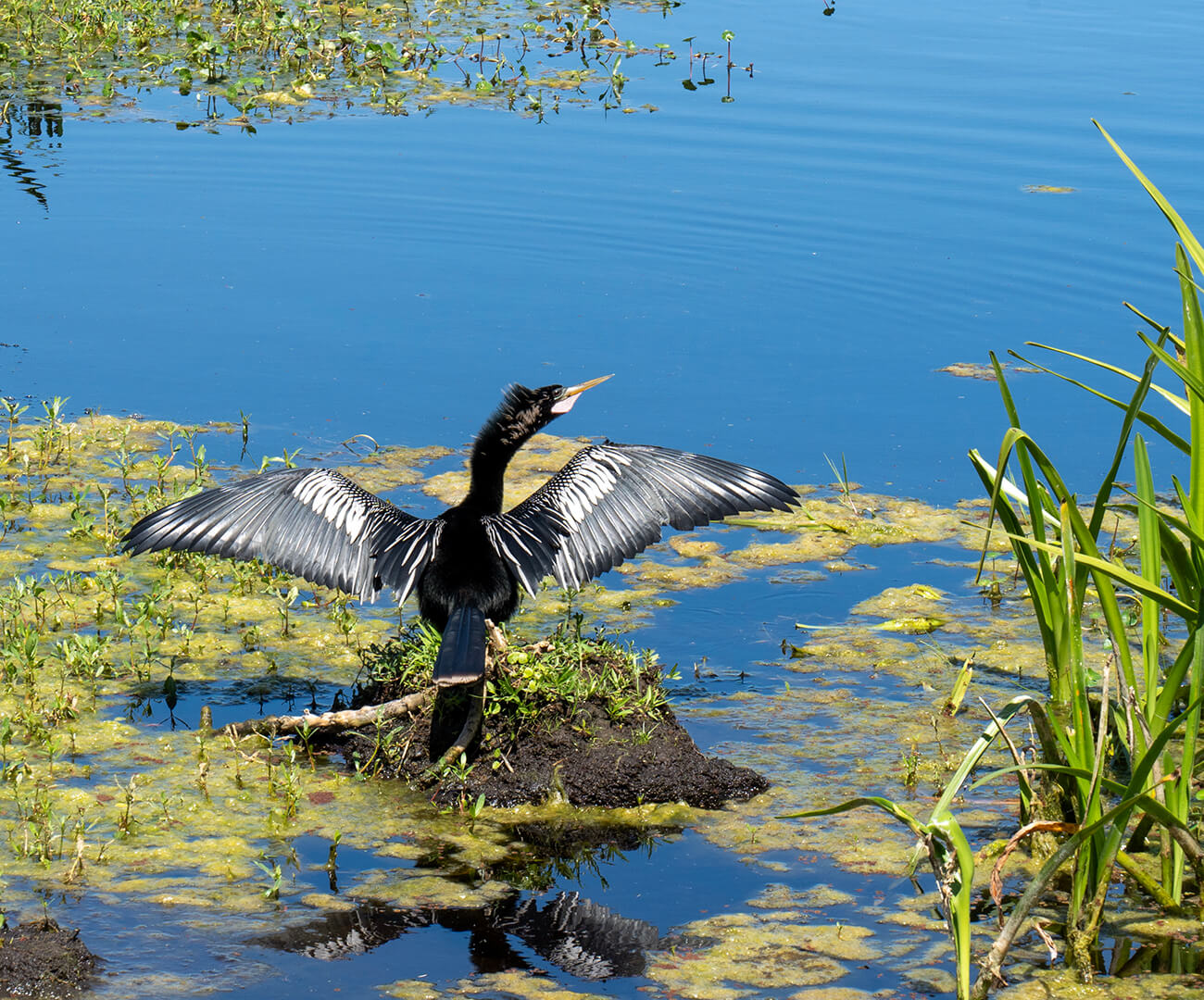 Bird in water