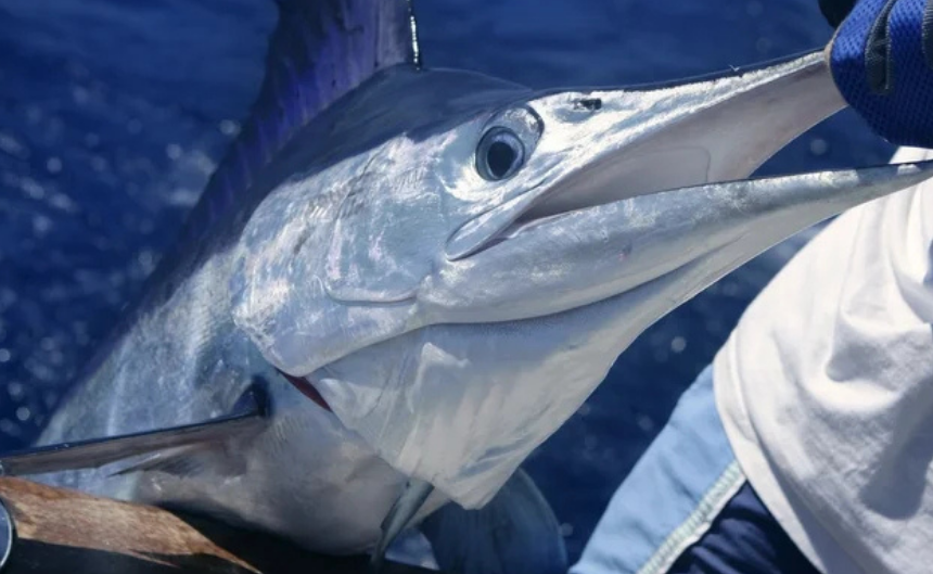 fish