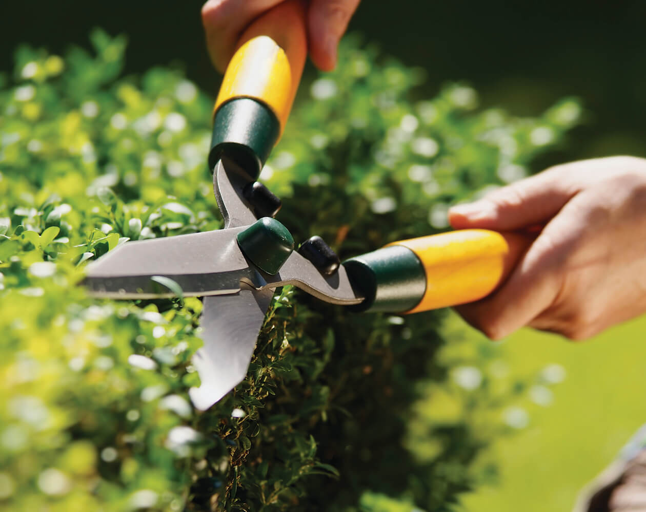 garden clippers