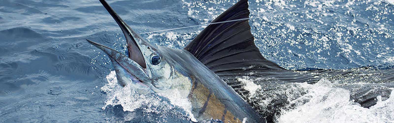 What City Holds the Title as the Sailfish Capital of the World?