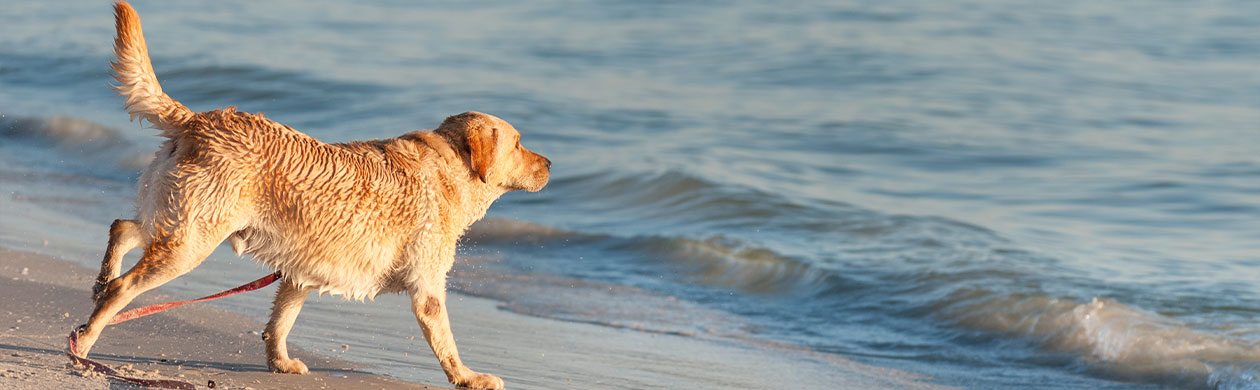 Dog on the beach along the Treasure Coast