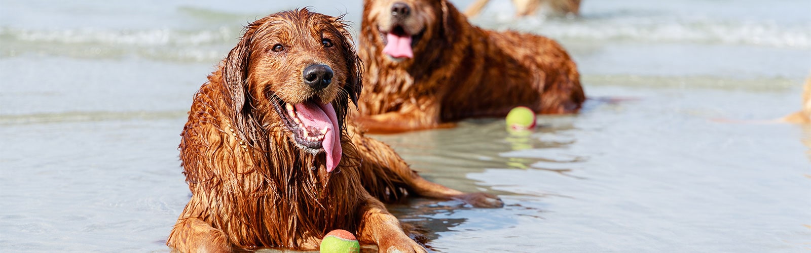 It’s a Dog’s Life on the Treasure Coast! See What Makes It so Paw-fect.