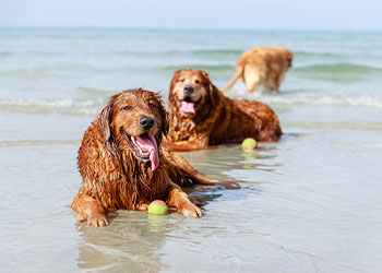It’s a Dog’s Life on the Treasure Coast! See What Makes It so Paw-fect. Harbour Ridge style=