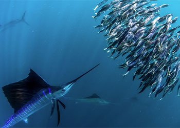 Get to Know the Sailfish Capital of the World Harbour Ridge style=