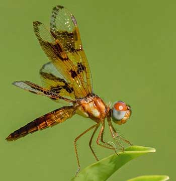 An eastern amberwing dragonfly at Harbour Ridge Yacht & Country Club in Palm City, Fla.
